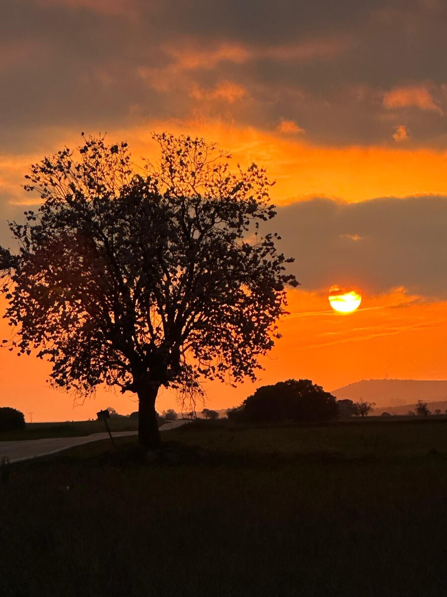 Boom bij zonsondergang